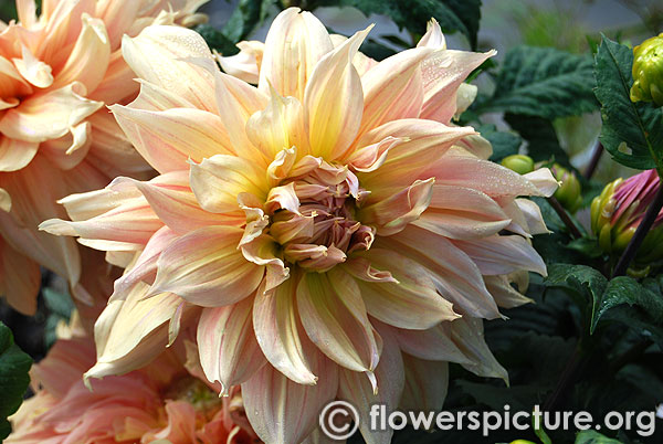 Newaukum honey dahlia