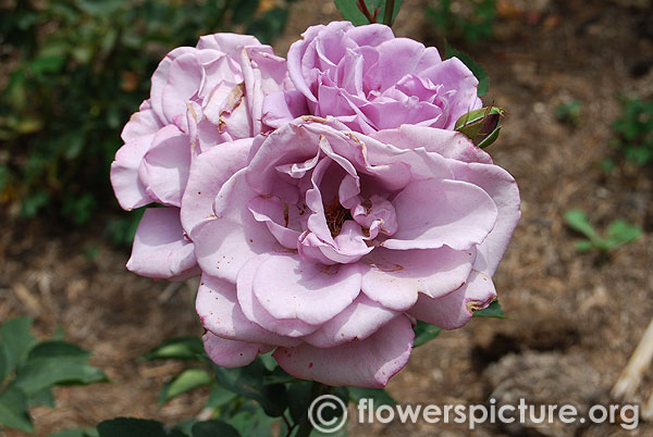 Novalis rose ooty