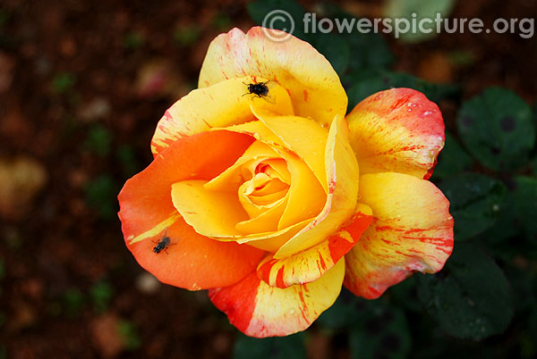 Oranges and lemons rose