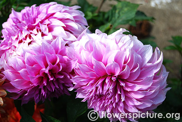 Pale purple dahlia