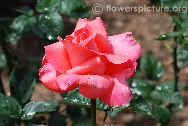 Panache hybrid tea rose