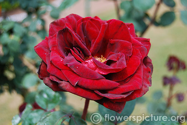 Papa meilland hybrid tea rose