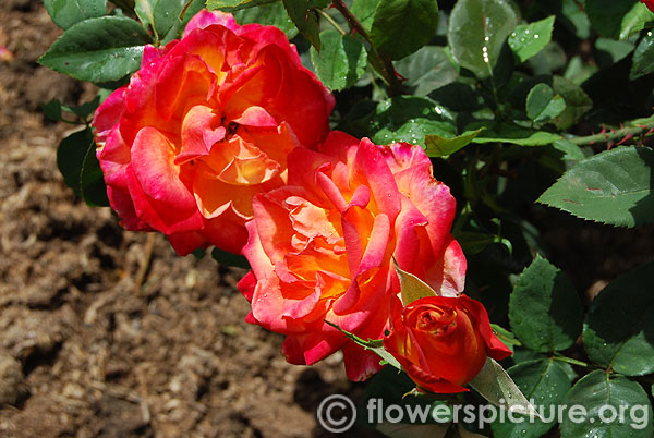 Pigalle floribunda rose
