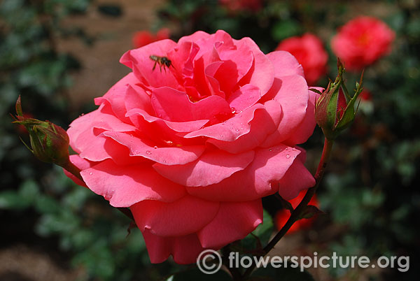 Pink rose ooty 2016 flower festival