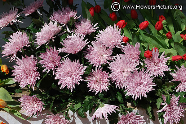 Pink spider chrysanthemum