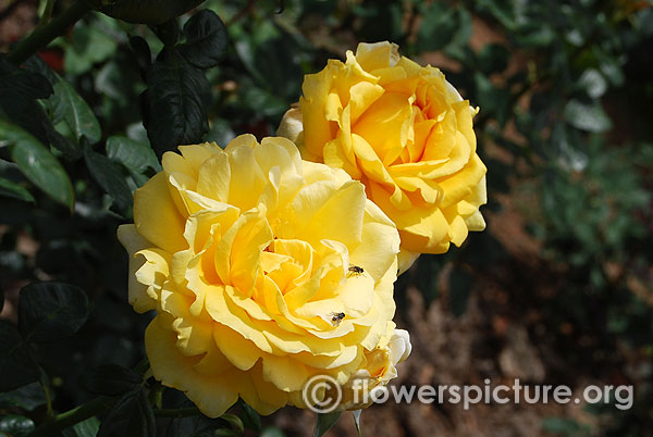 Flower carpet pink rose