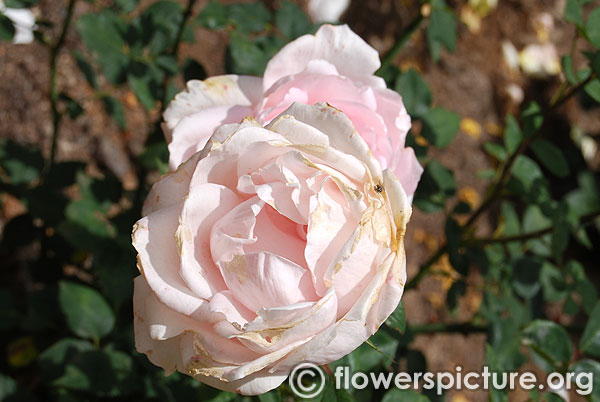 Prince jardinier garden rose