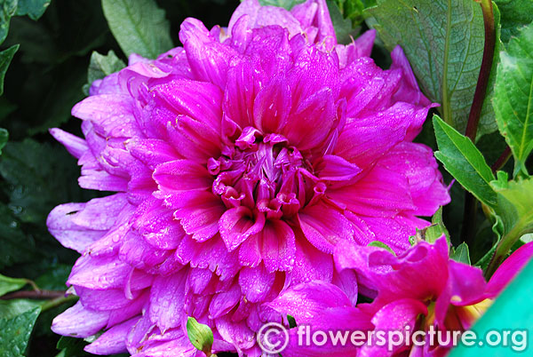 Purple dahlia ooty