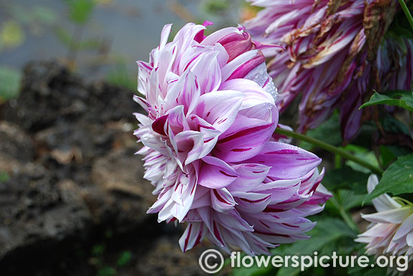 Purple splash dahlia