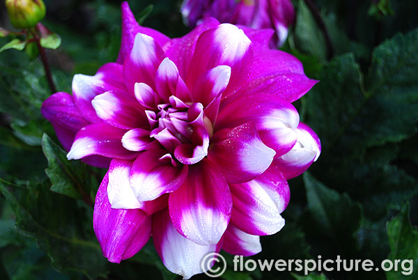 Purple white bicolour dahlia