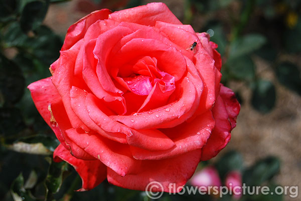 Rose pariser charme