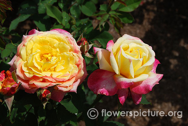 Rosette delizy rose