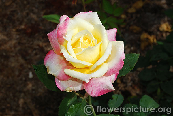 Rosette delizy tea rose