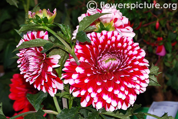 Rothsay reveller dahlia