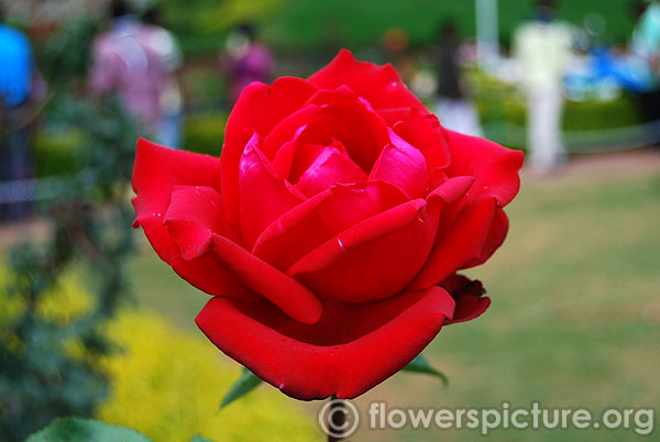 Ruby wedding hybrid tea rose