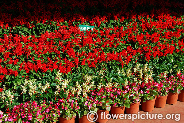 Salvia dwarf plants pots diaplay 2016 ooty