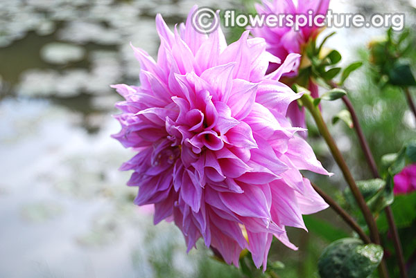 Strawberry ice dahlia