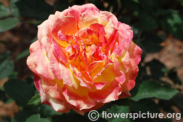 Tahitian sunset rose