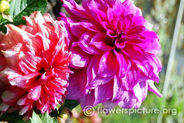 The baron dahlia