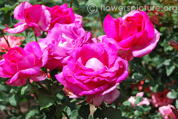 The mccartney rose hybrid tea