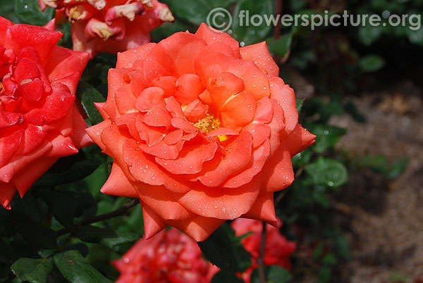 Tropical amazon rose