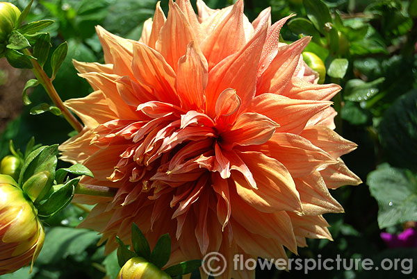 Woodlands wild thing dahlia