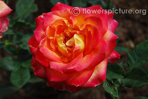 Yellow red hybrid tea rose