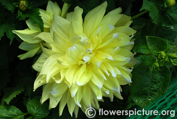 Yellow white dahlia