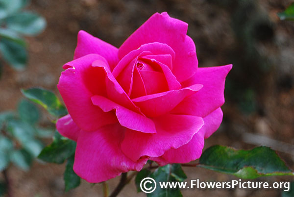 All my loving hybrid tea rose