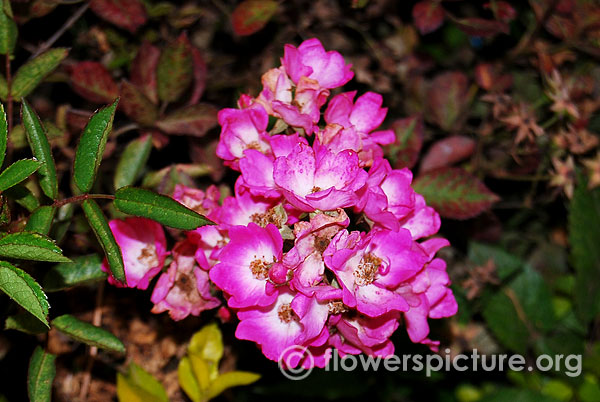 American pillar rose