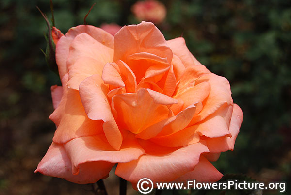 Apricola rose