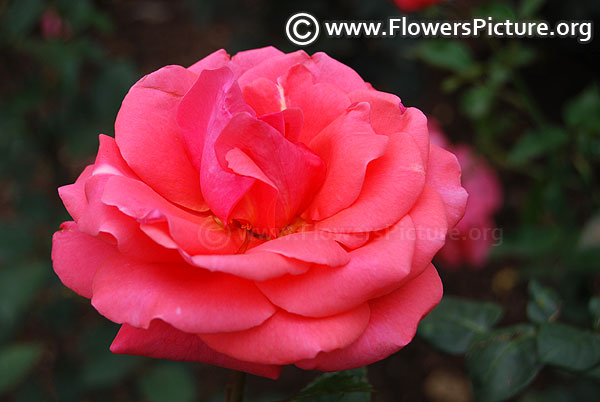 Beautiful pink rose