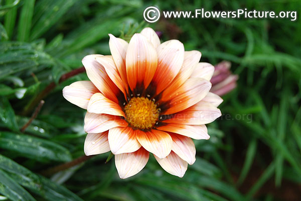 beige & chocolate gazania