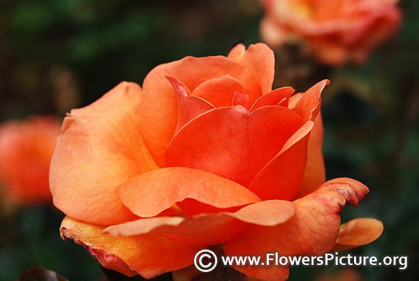 Bengali floribunda coral rose