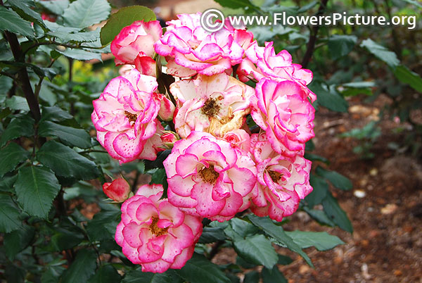 Betty boop rose