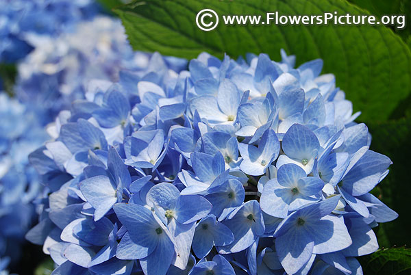 Bigleaf hydrangea blue