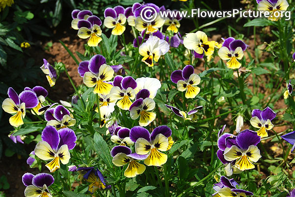 Blue and yellow pansies