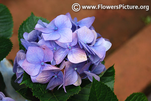 Blue purple hydrangea ooty