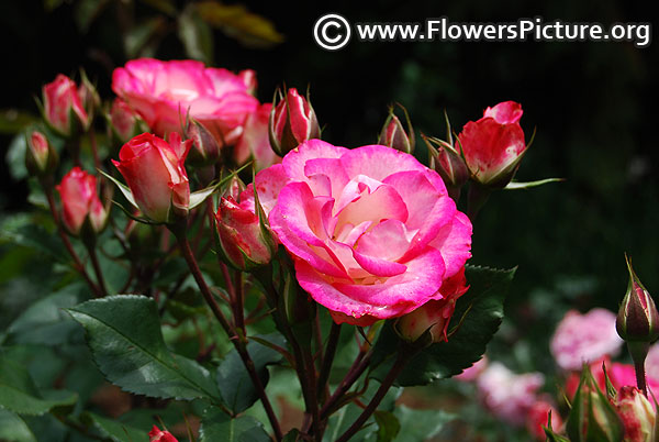 Candy cane cocktail rose