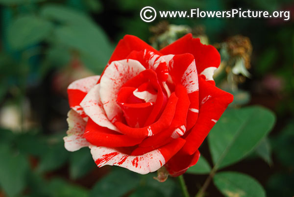 Candy stripe miniature rose