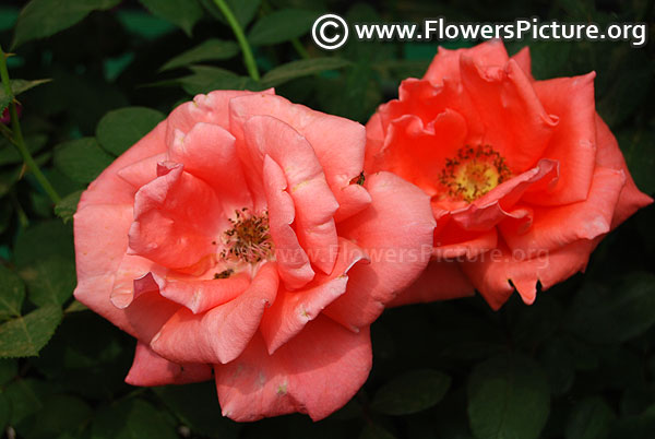 Carefree celebration coral color rose