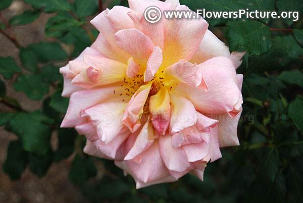 Caroline hairston pioneer rose