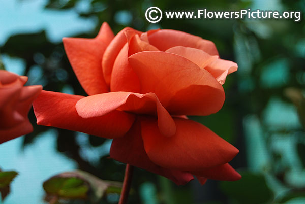 Chocolate red rose