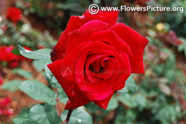 Chrysler imperial hybrid tea rose