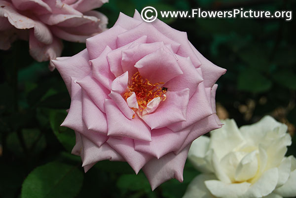 Climbing blue moon rose