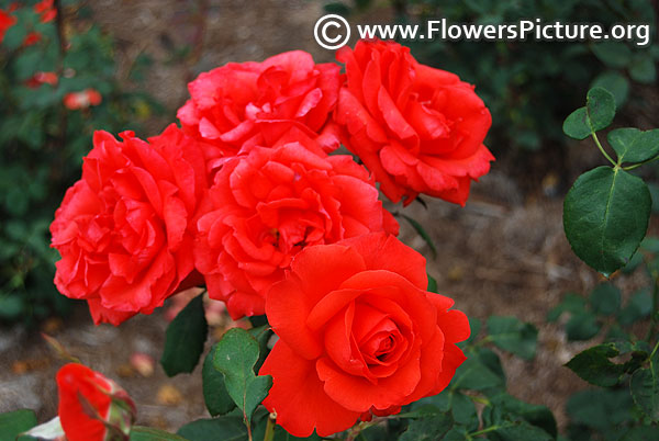 Clustered orange rose