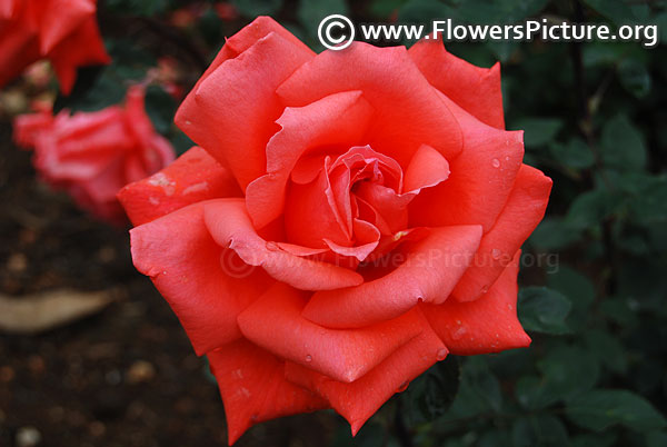 coral orange rose