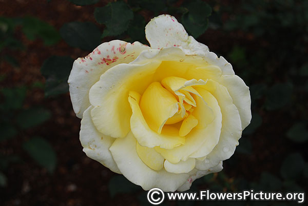 Creme de la creme rose