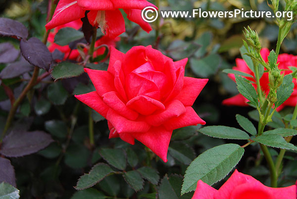 Crimson red patio rose