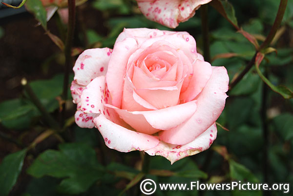 Dancing queen pink rose